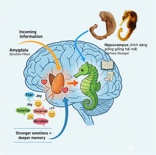 Học bằng cảm xúc giúp kích hoạt dopamine tích cực, tạo “good vibe” và ghi nhớ kiến thức sâu hơn, lâu bền hơn.
